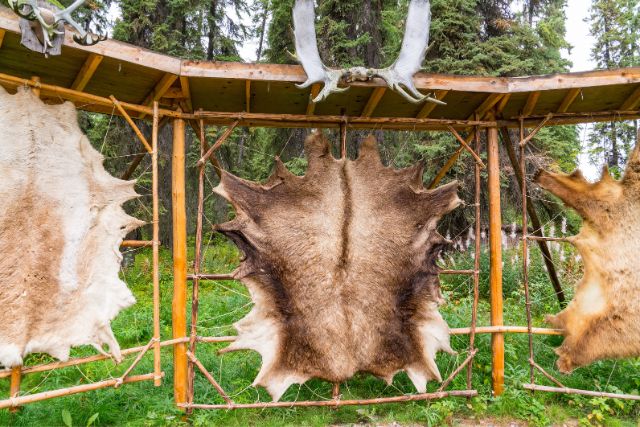 Animal fur hanged to dry.