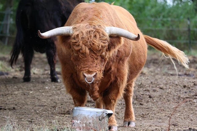 Brown Cattle in a farm that has horns.