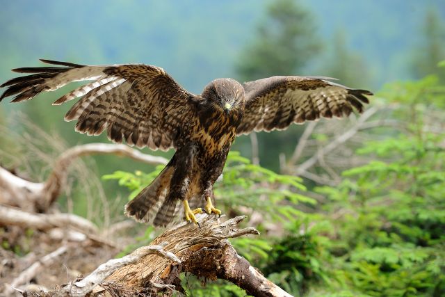 A hawk with its wings spread in a tree branch.