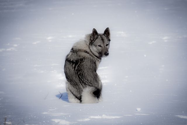 A Norwegian Elkhound in a snowy mountain.