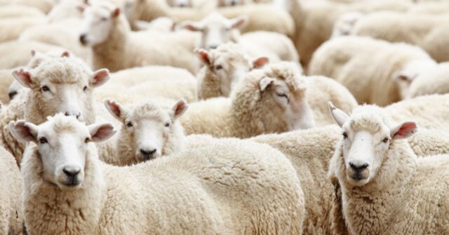 Herd of sheeps in a farm.