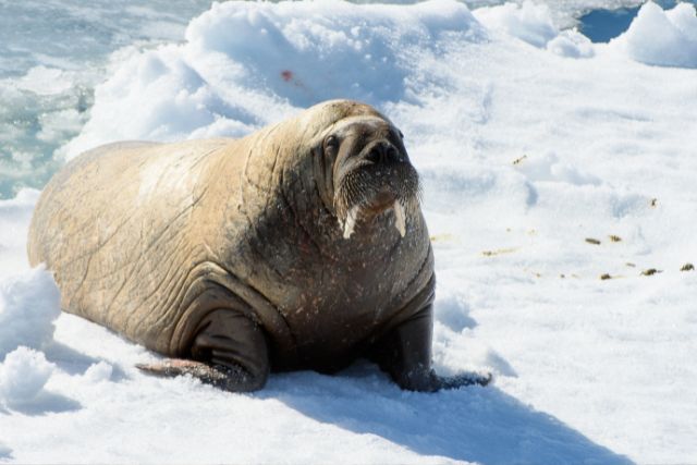 A walrus in the snowy Arctic.